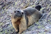 91 Marmottona ormai pronta per il prossimo letargo invernal